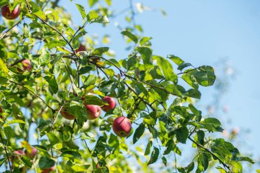 Parlak bir günde yemyeşil dallardan sarkan olgun kırmızı elmalar açık mavi gökyüzüne karşı bir meyve bahçesi hasadını vurguluyor..