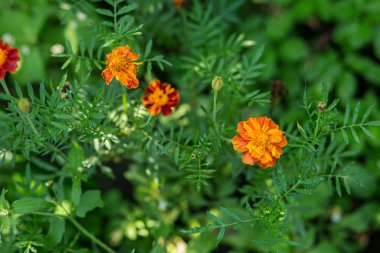 Bahçede yemyeşil yapraklarla çevrili canlı turuncu kadife çiçekleri, doğal yaz gelişimi ve güzelliğini gözler önüne seriyor..