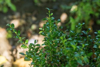 Bahçede büyüyen parlak yapraklı yeşil çalıların yakın çekimi, açık havada canlı yeşillikler sergiliyor..