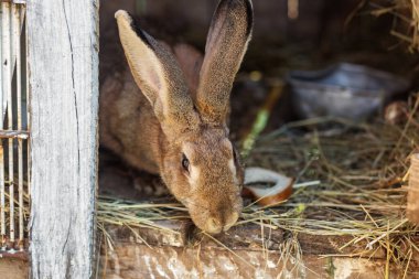 Samanlık ve metal çanak ile çevrili ahşap kulübeden dışarıyı gözetleyen meraklı kahverengi tavşan, rahat çiftlik ortamını betimliyor..
