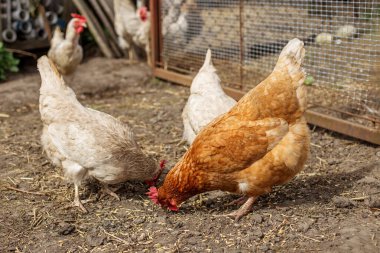 Açık bir çiftlik bahçesinde, tel çitlerin yanında yiyecek ya da tahıl arayan birkaç tavuk..