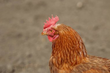 Kırmızı taraklı kahverengi tavuğun yakın plan profili, çiftlik bahçesinde duruyor, tüylerinin detaylarını gösteriyor..