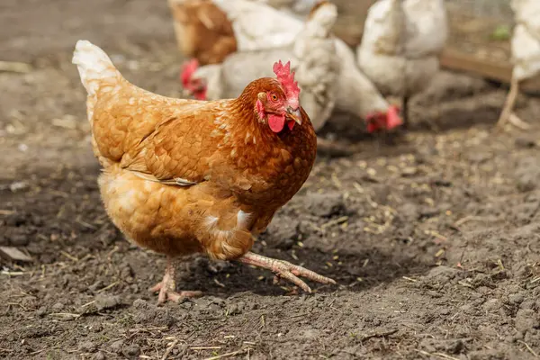 Kahverengi tavuk, arka planda diğer tavukların gagaladığı bir çiftlikte toprak üzerinde yürüyor..