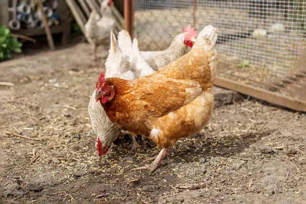 Kahverengi tavuk ve birkaç beyaz tavuk çitlerin yanındaki çiftlik bahçesinde yiyecek arıyorlar..