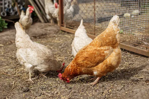 Açık bir çiftlik bahçesinde, tel çitlerin yanında yiyecek ya da tahıl arayan birkaç tavuk..