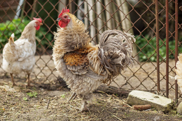 Fluffy rooster with ruffled feathers stands in farmyard enclosure near wire fence, with another chicken in background.