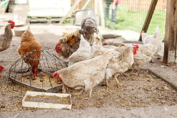 Kahverengi ve beyaz tavuklar da dahil olmak üzere bir grup tavuk çiftlikteki besleyicilerin etrafında toplanır ve yerdeki tahılları gagalarlar..