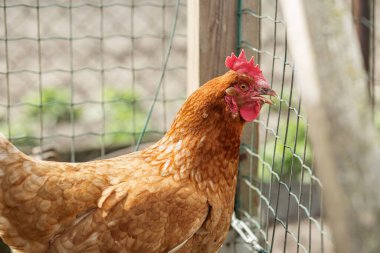 Brown chicken with red comb stands next to wire fence in farmyard, looking alert and active in its enclosure. clipart