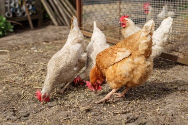 Bir grup kahverengi ve beyaz tavuk, çitlerin yanında yiyecek aramak için çiftliği gagalarlar..