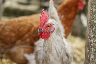 Çiftlikte kırmızı taraklı beyaz tavuğa yakın plan, arka planda başka bir kahverengi tavuk.