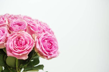 Canlı pembe güllerden oluşan bir buket, gür taç yaprakları ve narin dokularını gözler önüne seriyor. Düzenleme temiz, beyaz bir arkaplana karşı duruyor, güzelliğini vurguluyor..