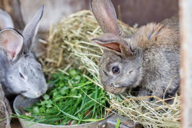 Taze yeşillik ve samanla dolu bir kasenin etrafında iki tavşan toplanır. Hayvanlar, sıcak gün ışığında yiyeceklerini kemirirken mutlu görünüyorlar..