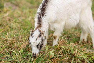 Kısa boynuzları olan küçük beyaz ve kahverengi bir keçi yeşil ve kuru otlarla çevrili çimenli bir alanda otlar..