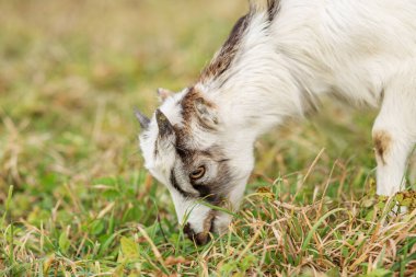 Kısa boynuzları olan küçük beyaz ve kahverengi bir keçi yeşil ve kuru otlarla çevrili çimenli bir alanda otlar..
