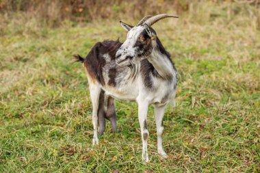 Belirgin siyah ve beyaz işaretli bir keçi yemyeşil bir çayırda güvenle duruyor. Çevre sakin, gün ışığında tipik bir çiftlik ortamı sergiliyor..