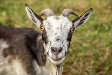 Uzun boynuzları ve sakalı olan siyah beyaz bir keçinin çimenli bir tarlada dikilip izleyiciye baktığı yakın plan..