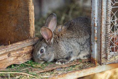 Gri bir tavşan, ahşap kulübesinde rahat bir şekilde yeşil çimlerde otluyor. Ortalık güneşli bir çiftlik. Etrafa saman saman saçılmış. Huzurlu bir atmosfer yaratıyor..