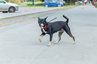 Tasmalı küçük siyah bir köpek kaldırımda güvenle yürüyor, kırmızı yakalı ve tetikte..