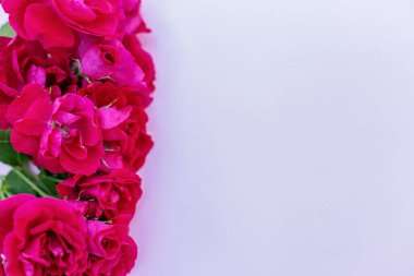 Yumuşak lavanta arkaplan üzerine dizilmiş dikey pembe güller. Çiçek çerçevesi veya selamlama tasarımı için mükemmel..