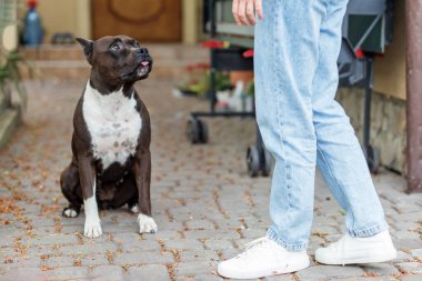 Siyah ve beyaz bir Amerikan Staffordshire Teriyeri kaldırım taşlı bir yolda oturur ve sahibine dikkatle bakar..