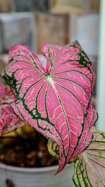 Caladium bicolor (