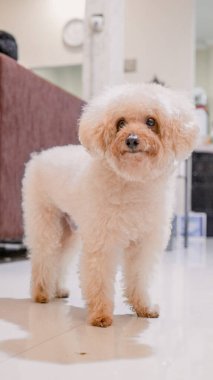 Bir kaniş köpeği evin içinde duruyor..