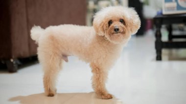 Bir kaniş köpeği evin içinde duruyor..