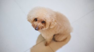 Bir kaniş köpeği evin içinde duruyor..