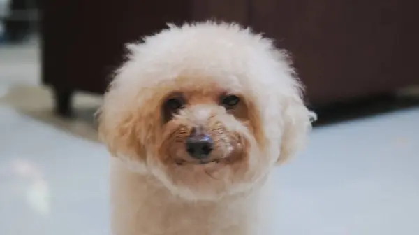 Bir kaniş köpeği evin içinde duruyor..