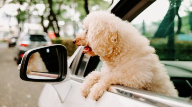 Altın rengi kahverengi bir kaniş beyaz bir arabadaymış ve kafasını ön kapının camından çıkarmış..