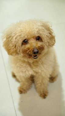 Kahverengi kürklü sevimli bir kaniş köpeği oturuyor ve yemek istiyor..