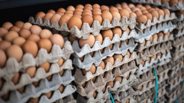 Karton tepsilerde düzgünce yerleştirilmiş taze kahverengi yumurta yığınları bir markette ya da çiftlik malzemeleri dükkanında satışa sunulmak üzere büyük miktarda yumurtayı sergiliyor..