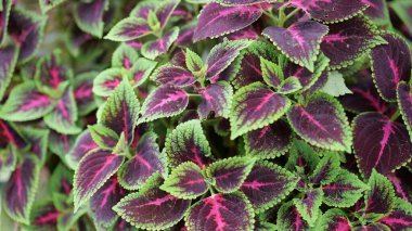 Görüntü, yeşil, mor ve pembe renkli renkli canlı koleus yapraklarının yakın çekimini gösteriyor. Yaprakların tırtıklı kenarları ve karmaşık desenleri var. Bu da onları bitki meraklıları için göz alıcı ve ilginç kılıyor..