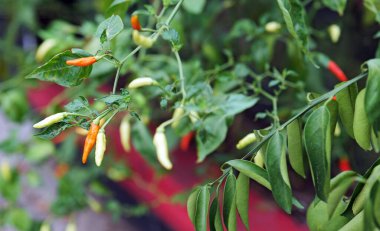 Görüntü, yeşilden kırmızıya değişen olgunluğun çeşitli aşamalarında küçük, uzatılmış biberli bir bitkiyi gösteriyor. Yemyeşil yapraklar ve canlı biberler bitkinin sağlık ve büyümesini ön plana çıkarıyor.
