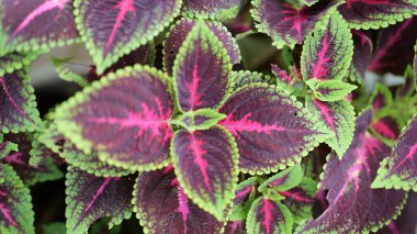 Görüntü, yeşil, mor ve pembe renkli renkli canlı koleus yapraklarının yakın çekimini gösteriyor. Yaprakların tırtıklı kenarları ve karmaşık desenleri var. Bu da onları bitki meraklıları için göz alıcı ve ilginç kılıyor..