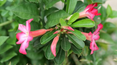 Görüntü Adenyum Obesum 'u gösteriyor, gür yeşil yapraklı canlı pembe trompet şeklinde çiçekler. Derin pembe taç yaprakları merkezde beyazlaşarak çarpıcı bir kontrastı oluşturur. Bu yakın çekim çiçeklerin güzelliğini ve detaylarını vurguluyor..