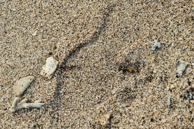 Sanur Sahili 'nde kum taneleri, Bali. Çeşitli şekillerde küçük mercanlar da vardır..