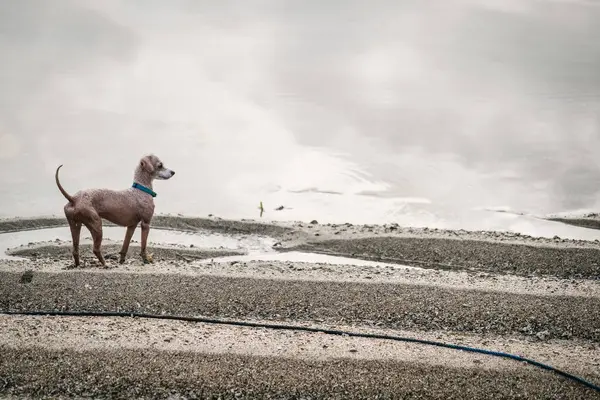 Bir köpek Sanur Sahili 'nde duruyor, Bali, denize doğru bakıyor..