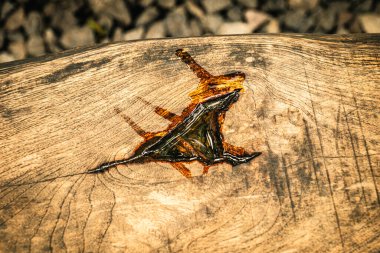 Park bankı olarak kullanılan büyük bir ahşap ağaç. İçinde bir delik vardı ve yağmurdan gelen suyla doluydu..