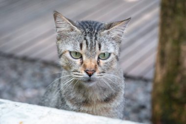 Yeşil gözlü gri bir kedinin bakışına yakın çekim.