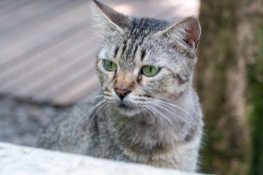 Yeşil gözlü gri bir kedinin bakışına yakın çekim.