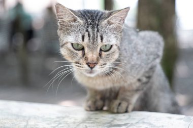 Yeşil gözlü gri bir kedinin bakışına yakın çekim.