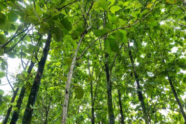 Uzun gövdeli gölgeli ağaçlar.