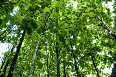 Uzun gövdeli gölgeli ağaçlar.