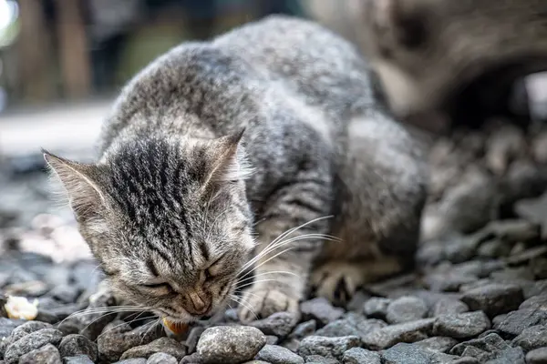 Gri bir kedi yemeğini bir kayanın üzerinde yiyor..
