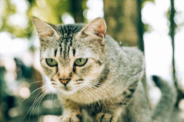 Yeşil gözlü gri bir kedinin bakışına yakın çekim.