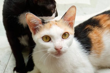 Beyaz bir anne kedi ve siyah kedileri verandada birbirlerine sarılıyorlardı..