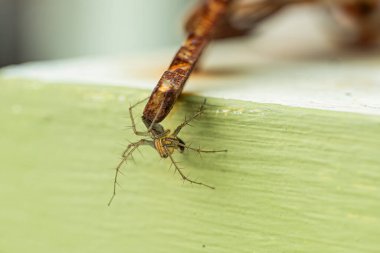 Örümcek türü Oxyopes Salticus evin duvarında sürünüyordu. Orada paslı bir anahtar vardı..