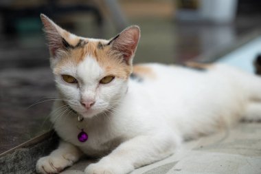 Siyah ve turuncu çizgili beyaz bir kedi terasta dinleniyordu..