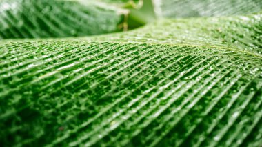 Yüzeyinde yağmur damlacıkları olan taze yeşil bir muz yaprağı..